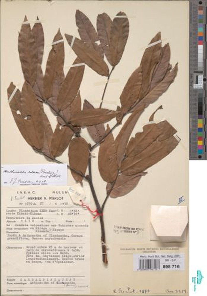 Anthonotha cladantha photo 2