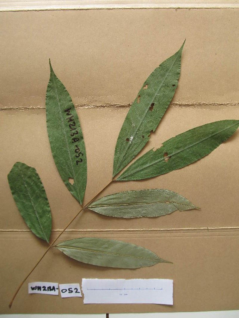 Anthonotha crassifolia photo 2