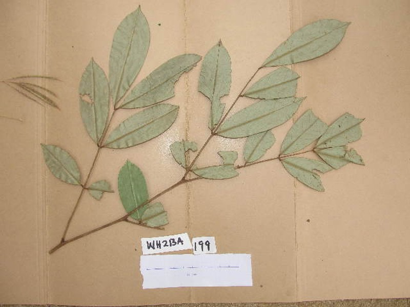 Anthonotha crassifolia photo 3