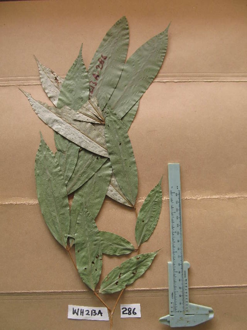 Anthonotha crassifolia photo 4