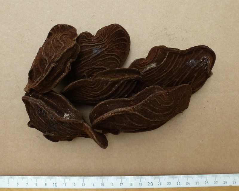 Anthonotha crassifolia photo 5