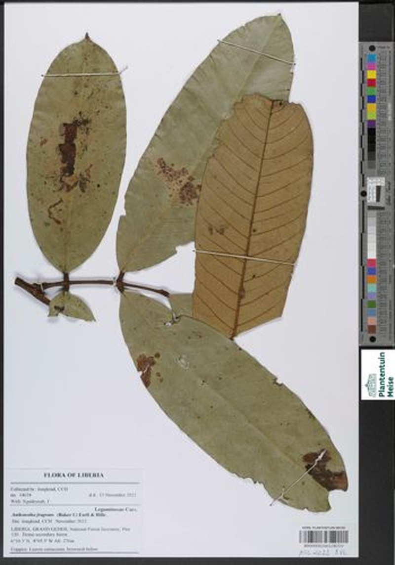 Anthonotha fragrans