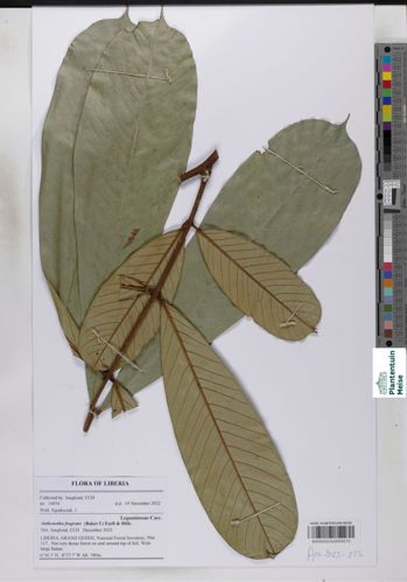 Anthonotha fragrans photo 2