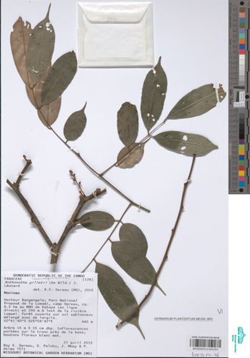 Anthonotha gilletii photo 2