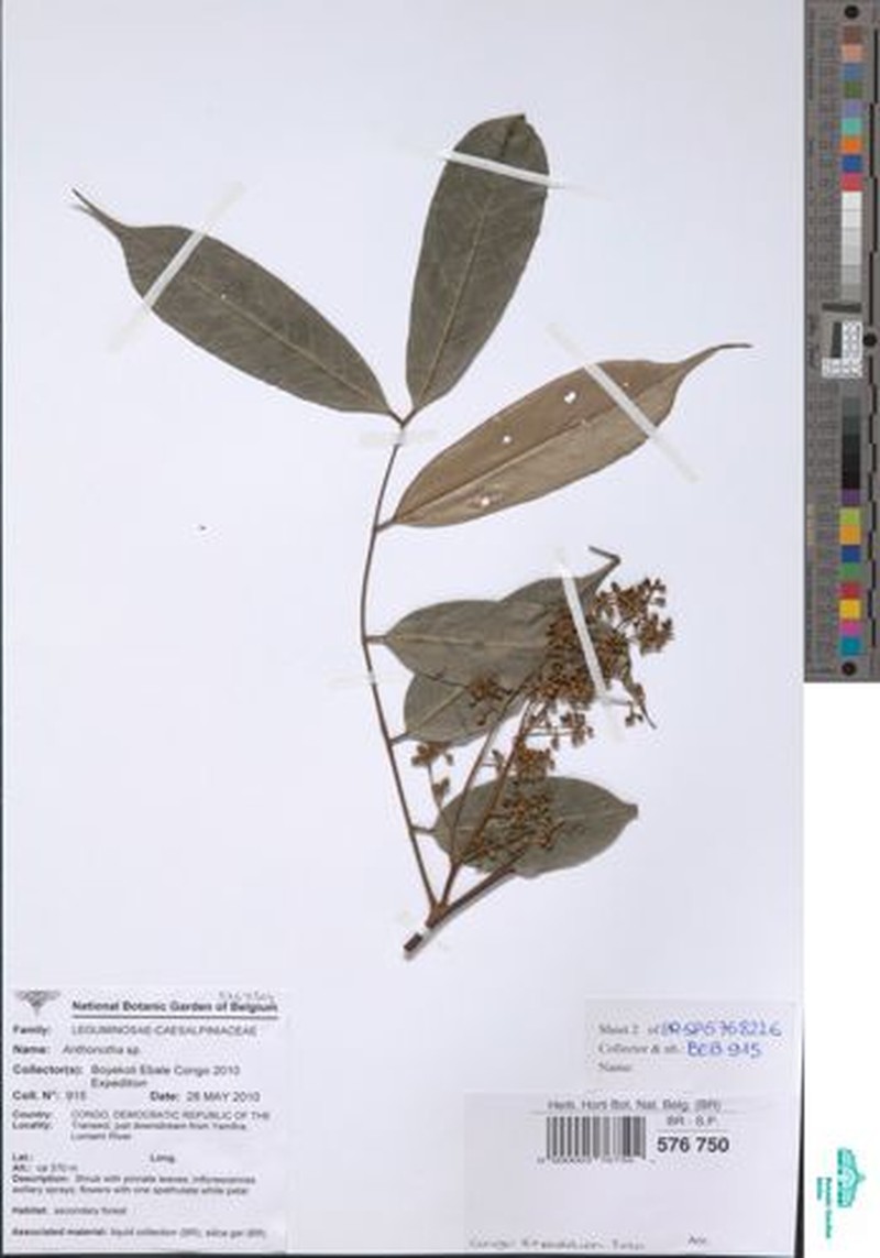 Anthonotha gilletii photo 3