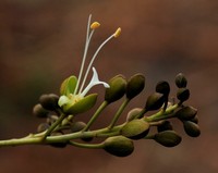 Anthonotha gilletii