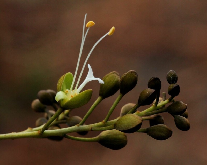Anthonotha gilletii