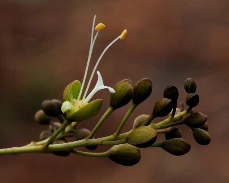 Anthonotha gilletii photo 5