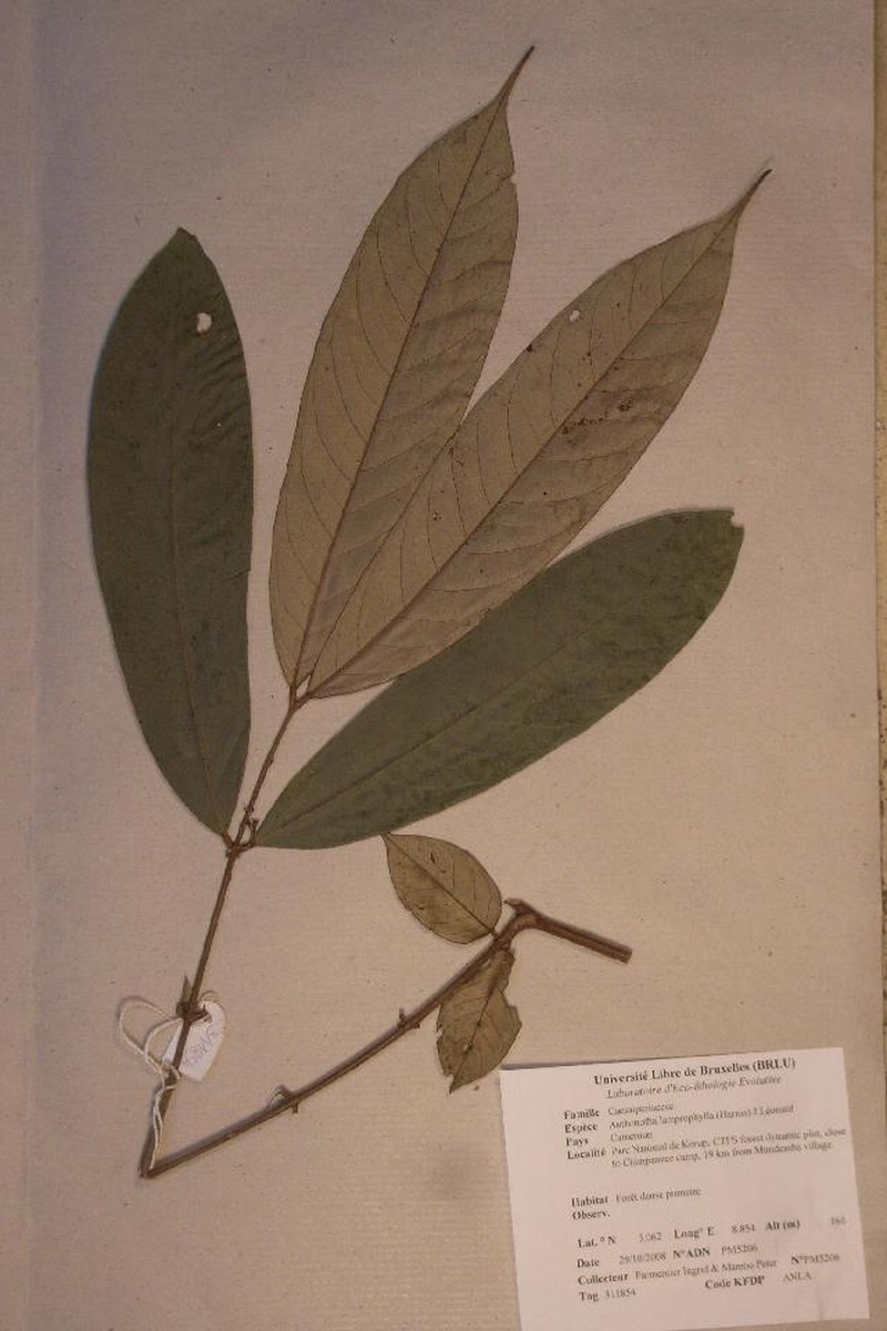 Anthonotha lamprophylla