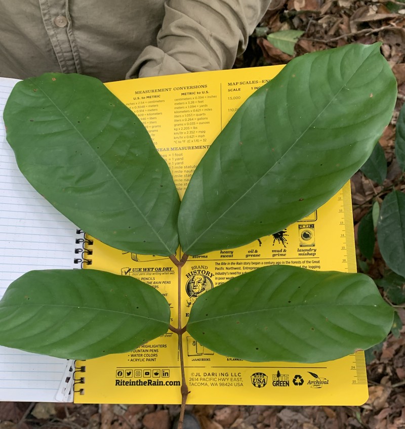 Anthonotha macrophylla