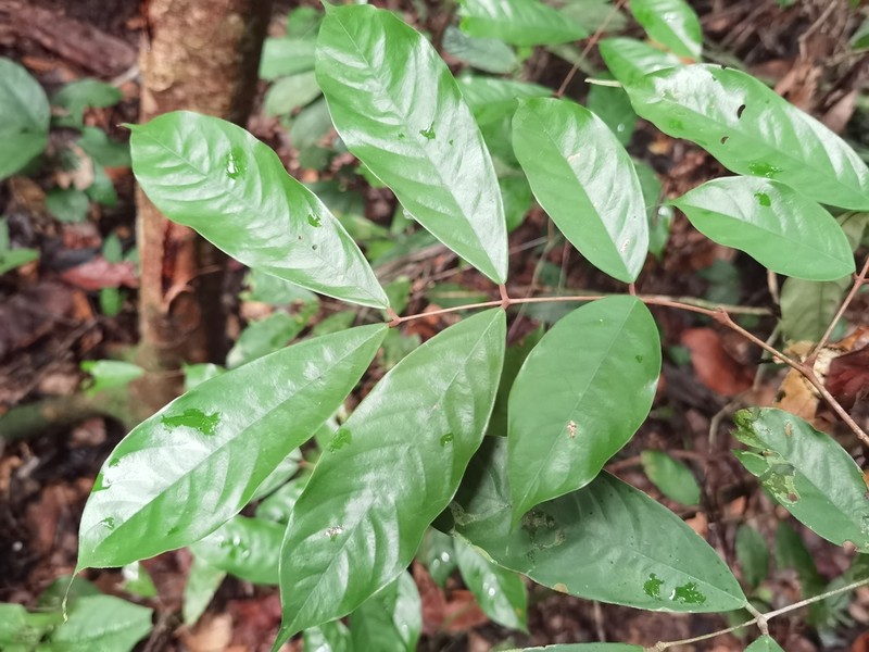 Anthonotha macrophylla photo 2