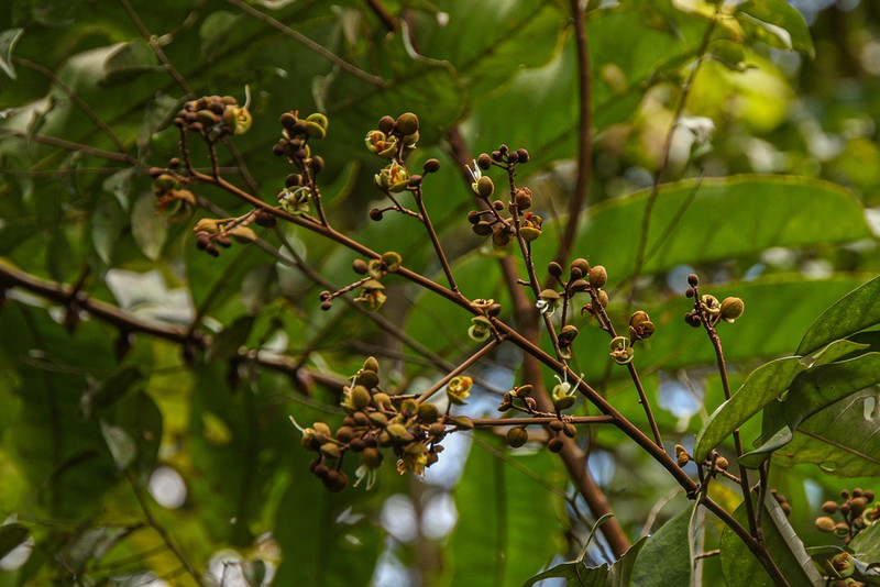 Anthonotha macrophylla photo 3