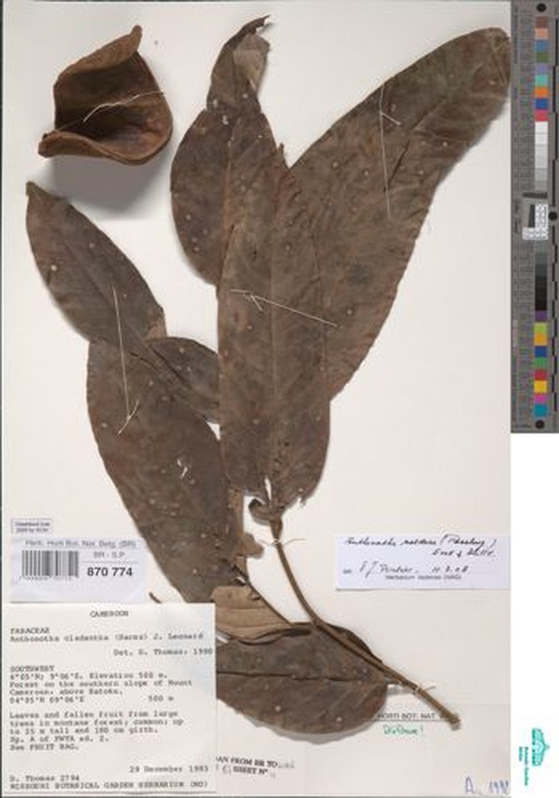 Anthonotha noldeae