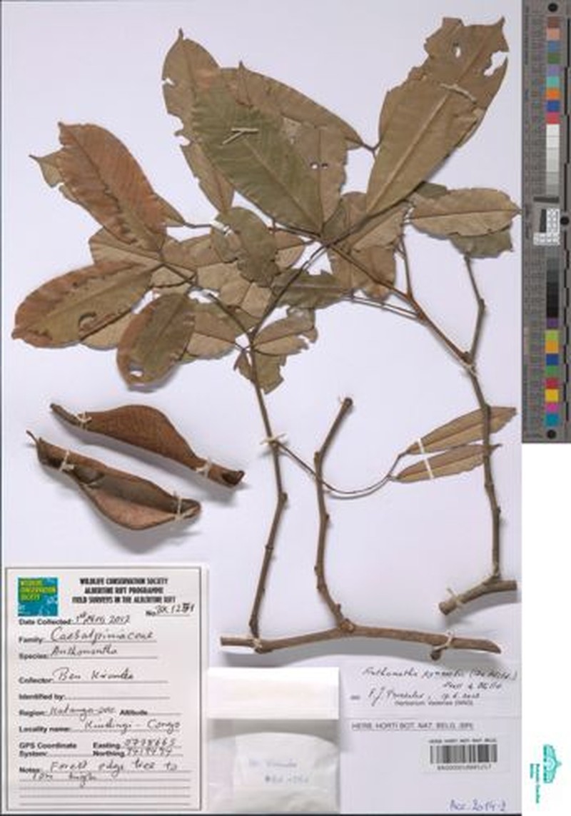 Anthonotha pynaertii photo 2