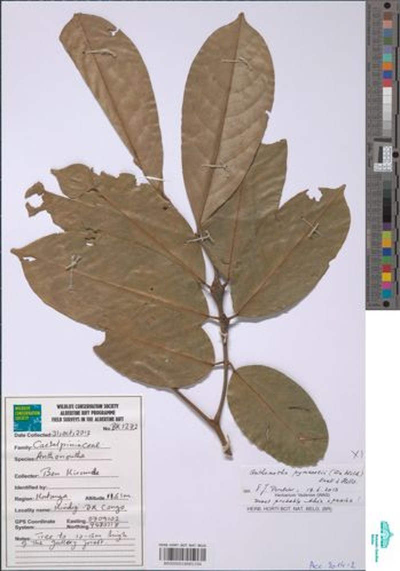 Anthonotha pynaertii photo 3