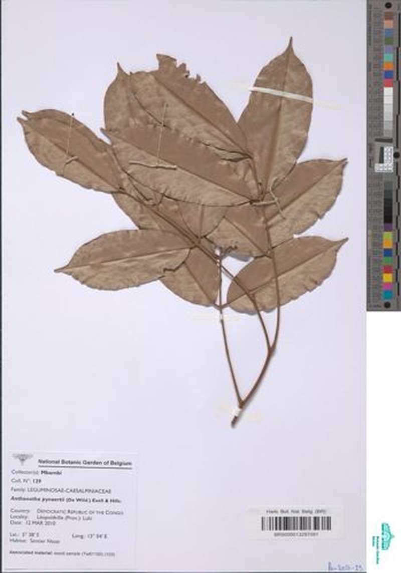 Anthonotha pynaertii photo 4