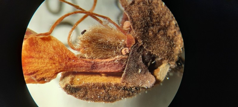 Anthonotha pynaertii
