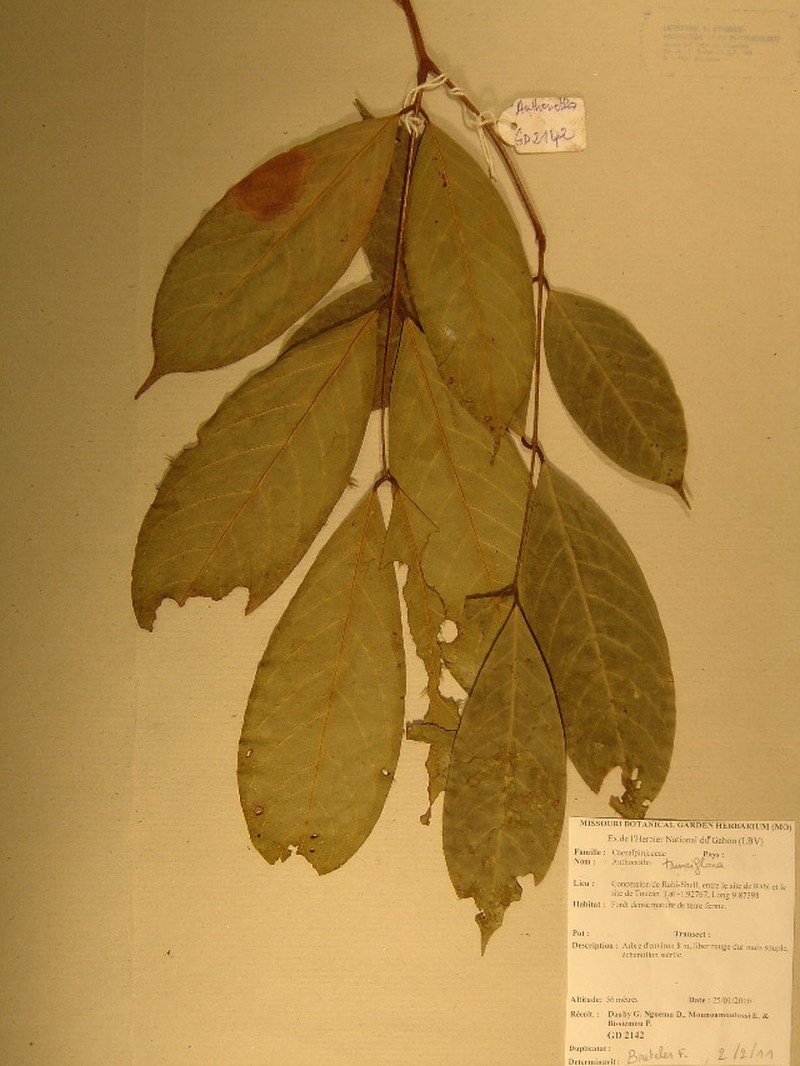 Anthonotha trunciflora