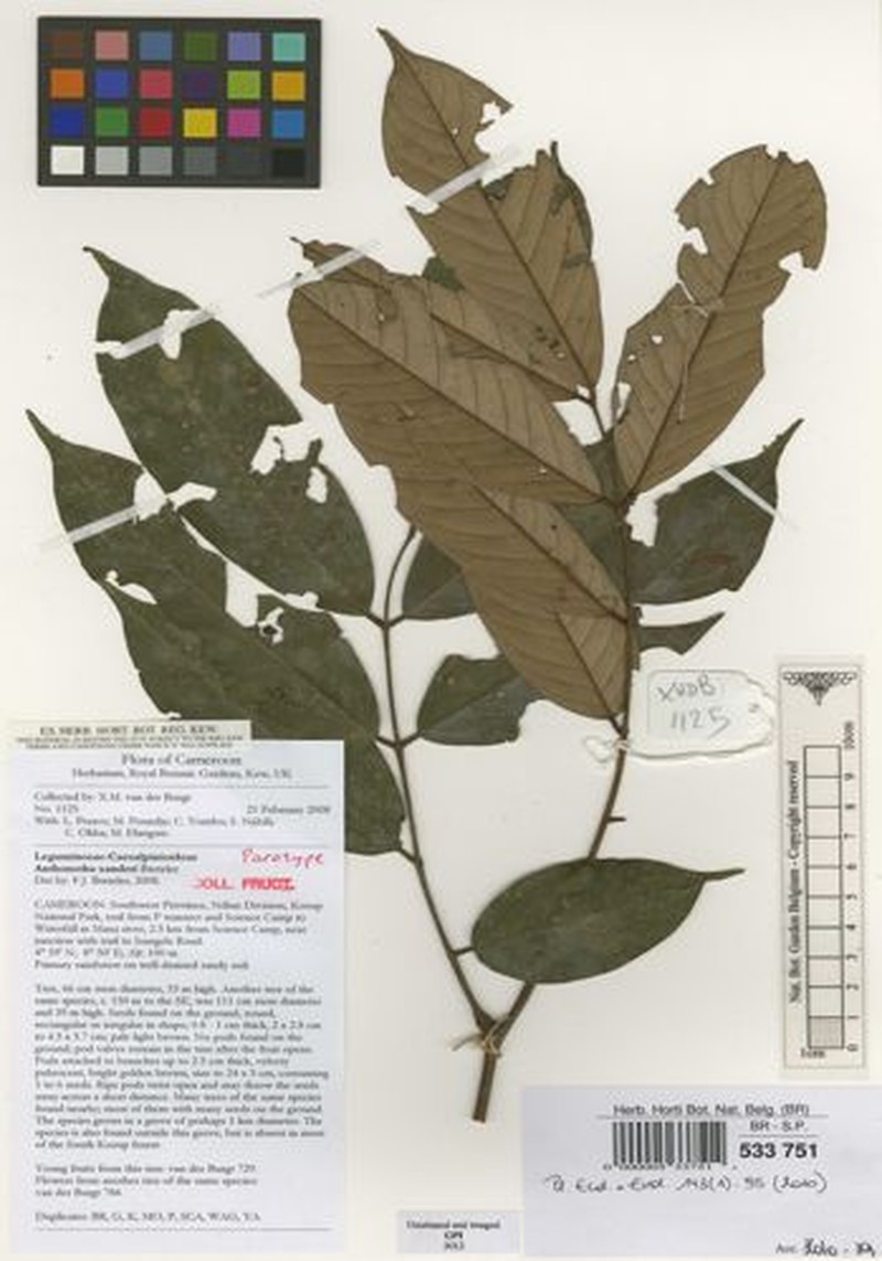 Anthonotha xanderi