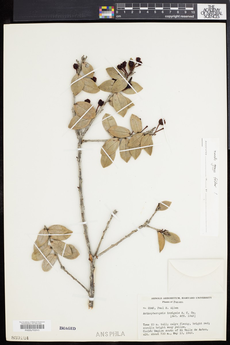 Anthopteropsis insignis
