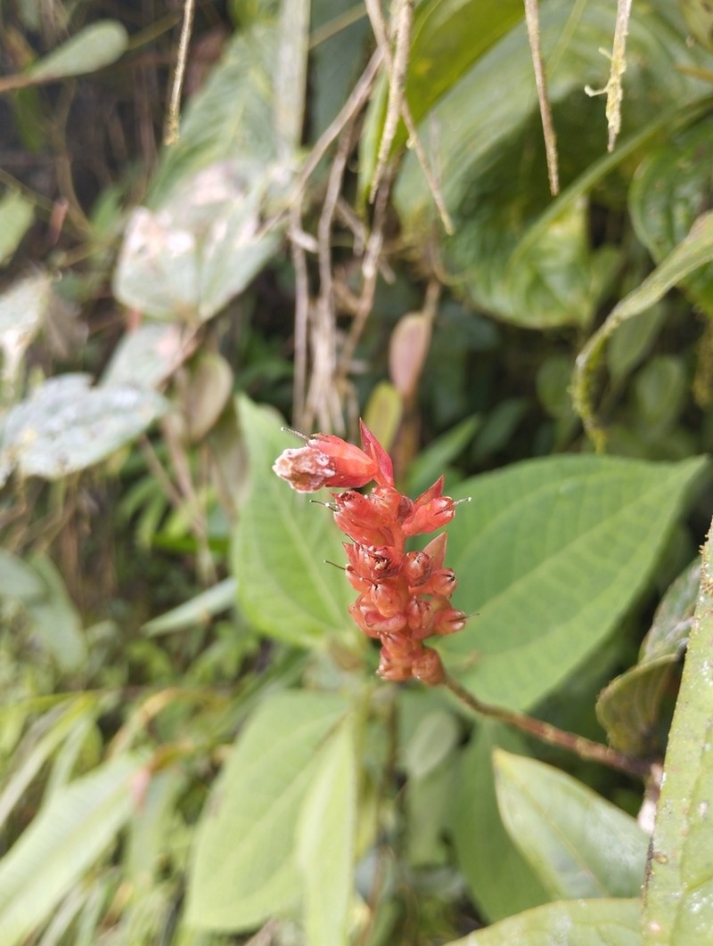Anthopterus cuneatus