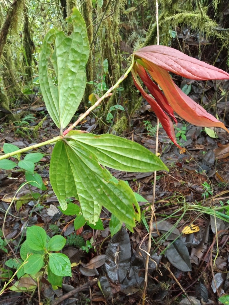 Anthopterus ecuadorensis photo 2