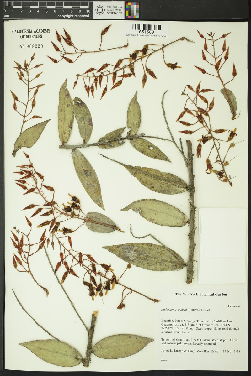 Anthopterus molaui