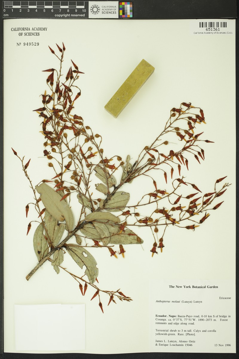 Anthopterus molaui photo 2
