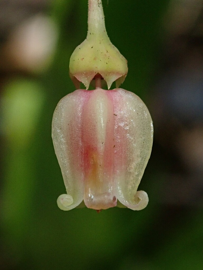 Anthopterus schultzeae