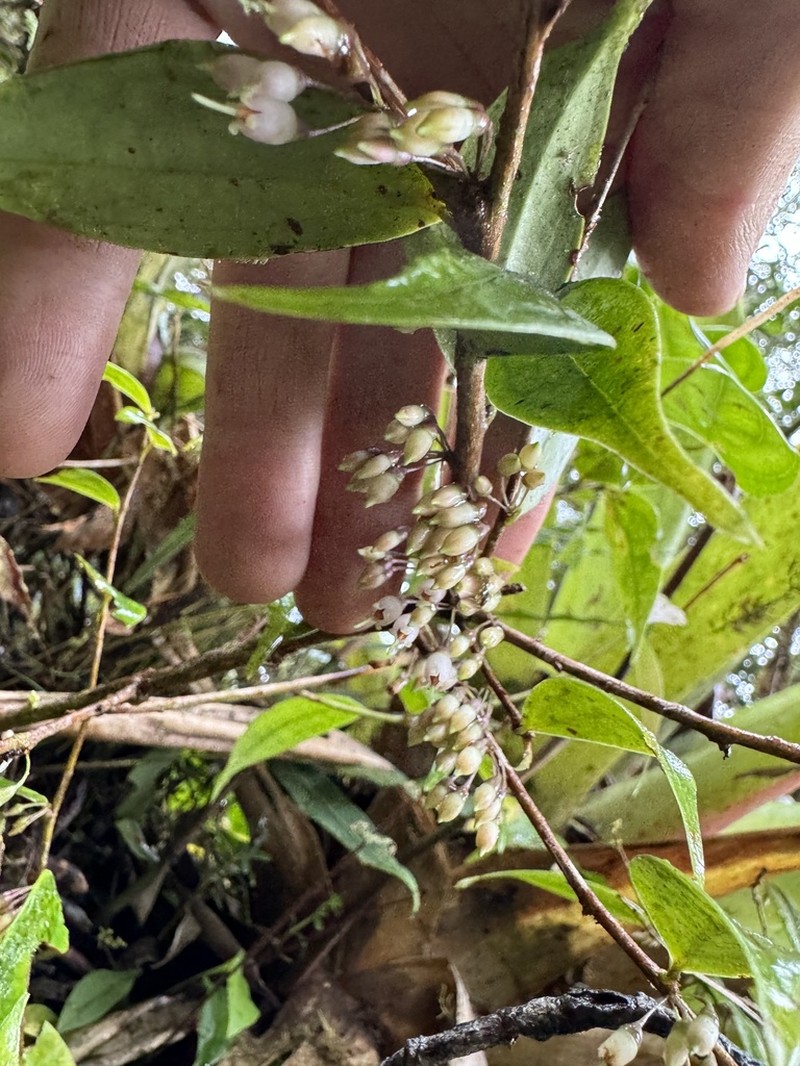 Anthopterus schultzeae photo 2