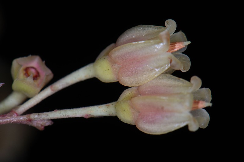 Anthopterus schultzeae photo 3
