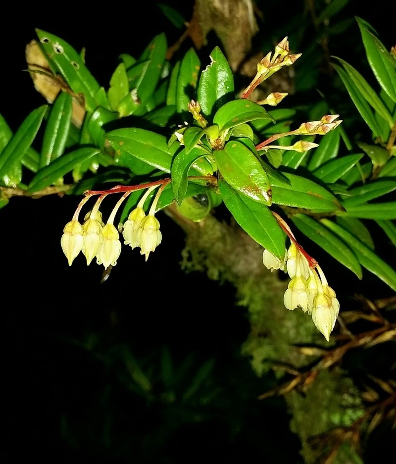 Anthopterus schultzeae photo 5