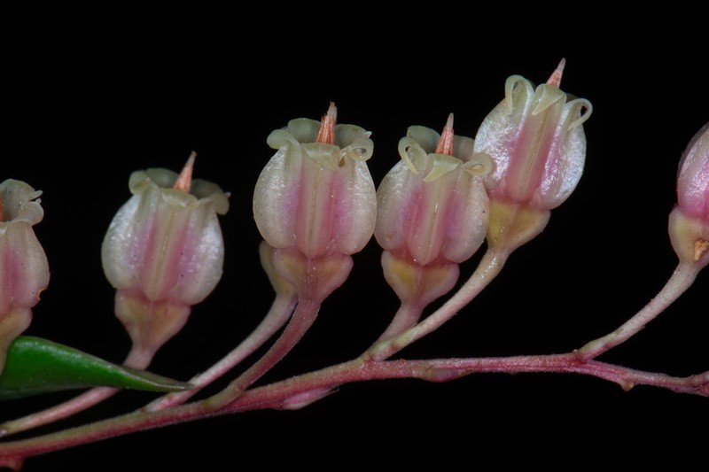 Anthopterus schultzeae photo 6