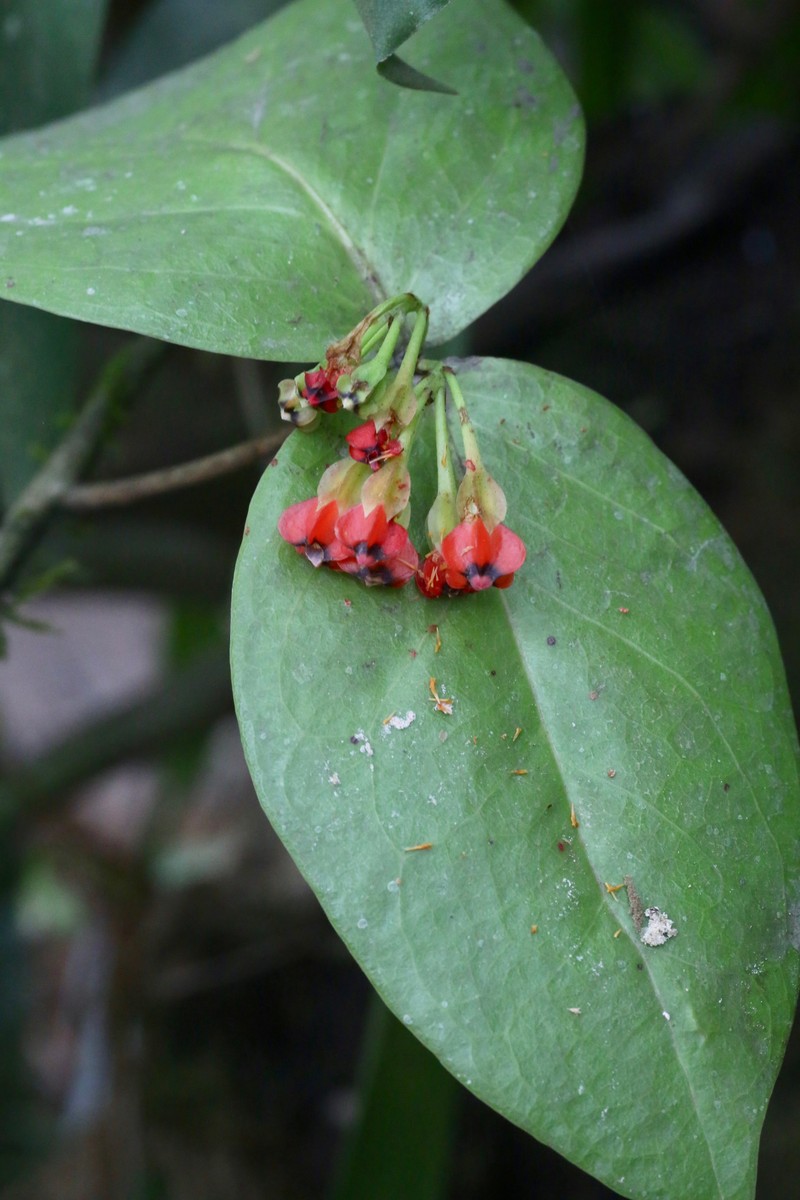 Anthopterus wardii