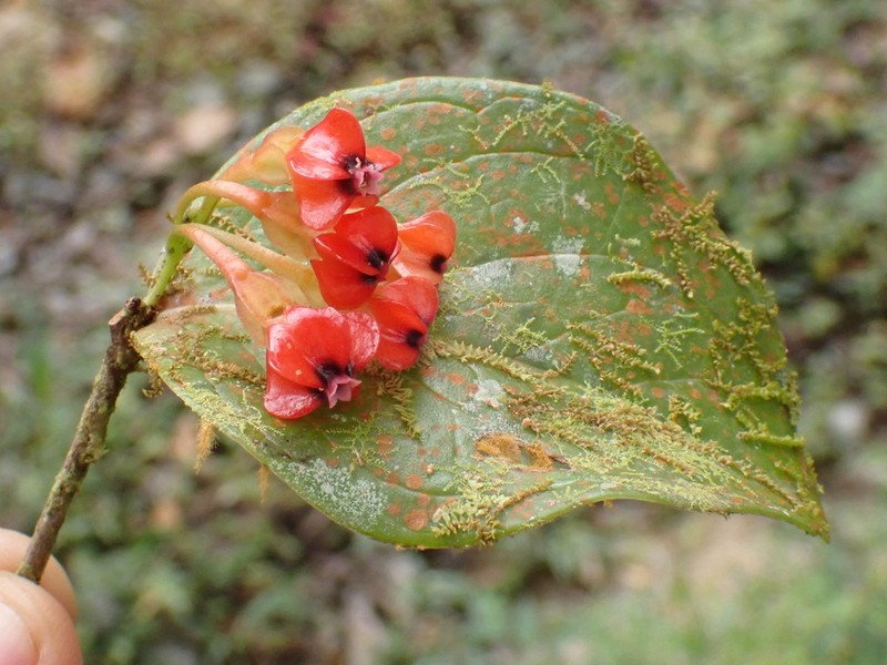 Anthopterus wardii photo 2