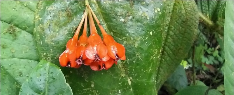 Anthopterus wardii photo 3