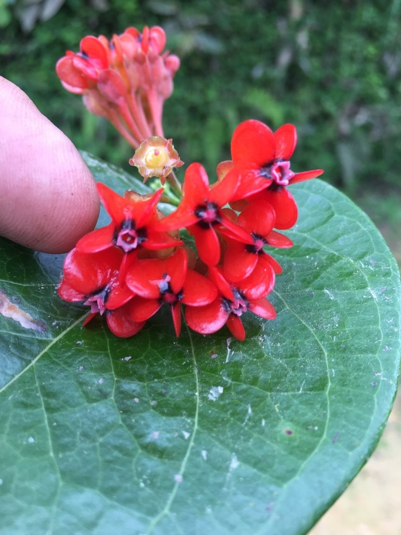 Anthopterus wardii photo 4
