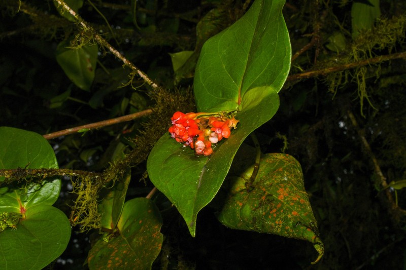 Anthopterus wardii photo 5