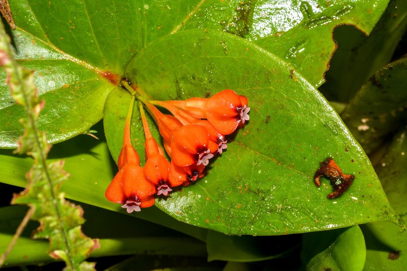 Anthopterus wardii photo 6