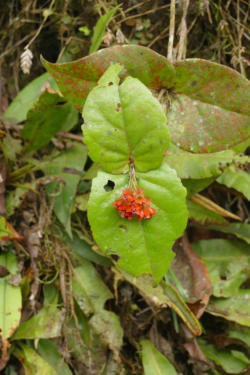 Anthopterus wardii photo 7