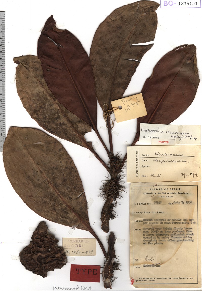 Anthorrhiza recurvispina