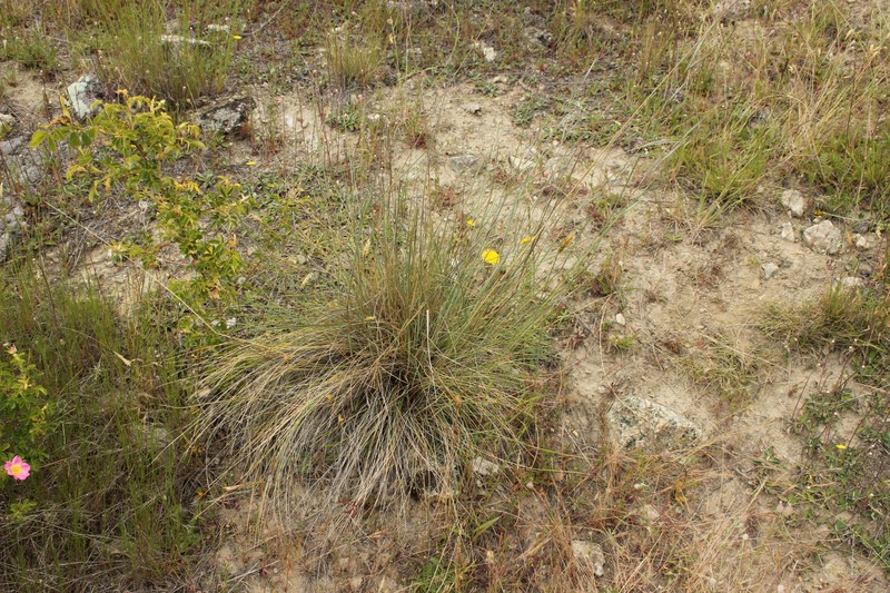 Anthosachne aprica