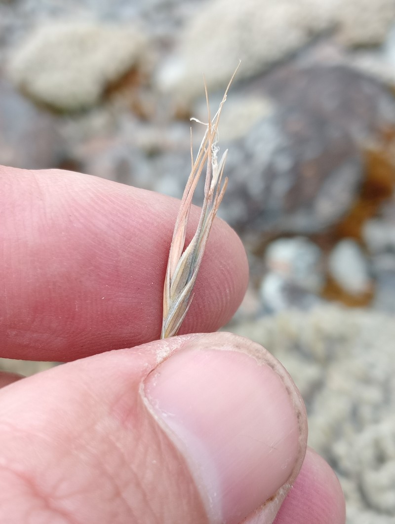 Anthosachne falcis photo 3