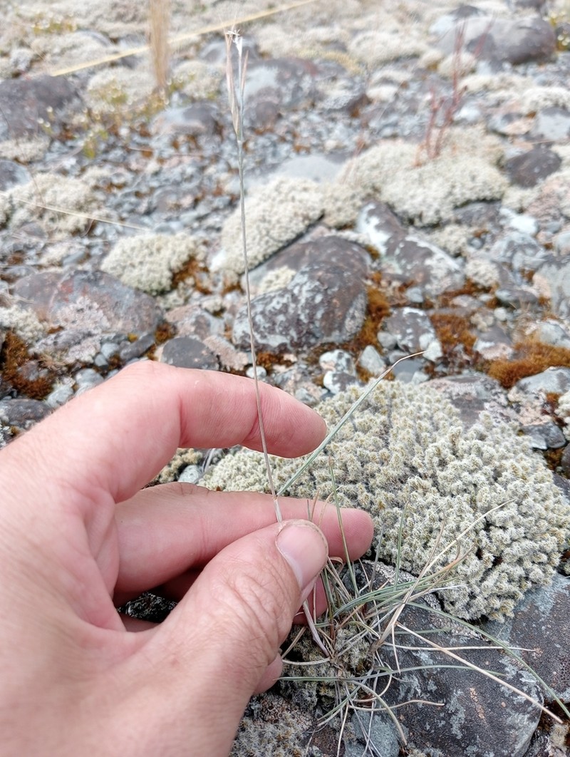 Anthosachne falcis photo 4