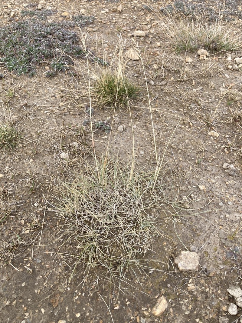 Anthosachne falcis photo 6