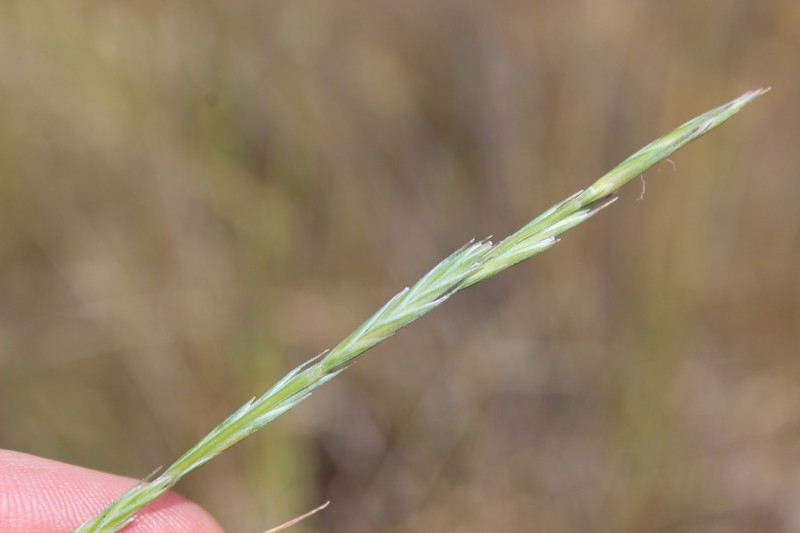 Anthosachne kingiana photo 2