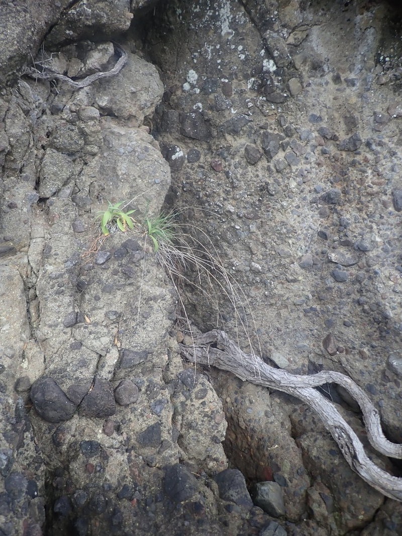 Anthosachne kingiana photo 3
