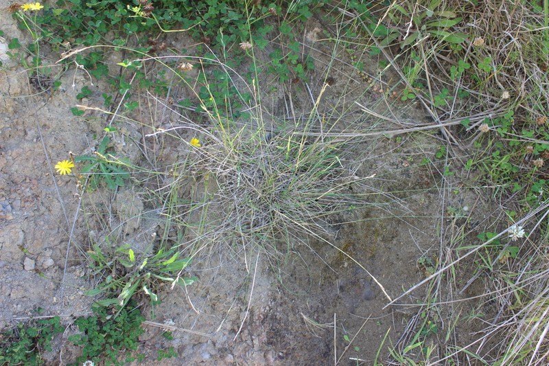 Anthosachne kingiana photo 4