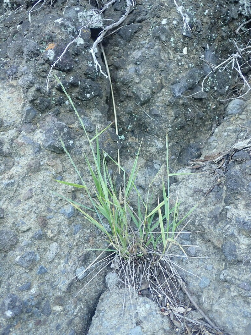 Anthosachne kingiana photo 6