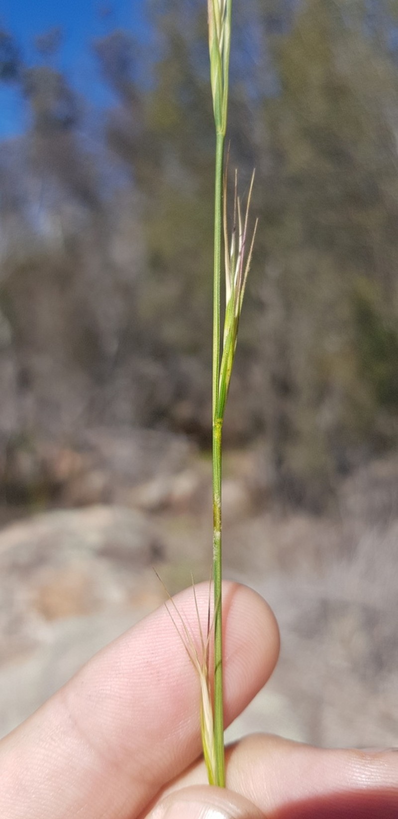 Anthosachne kingiana photo 7